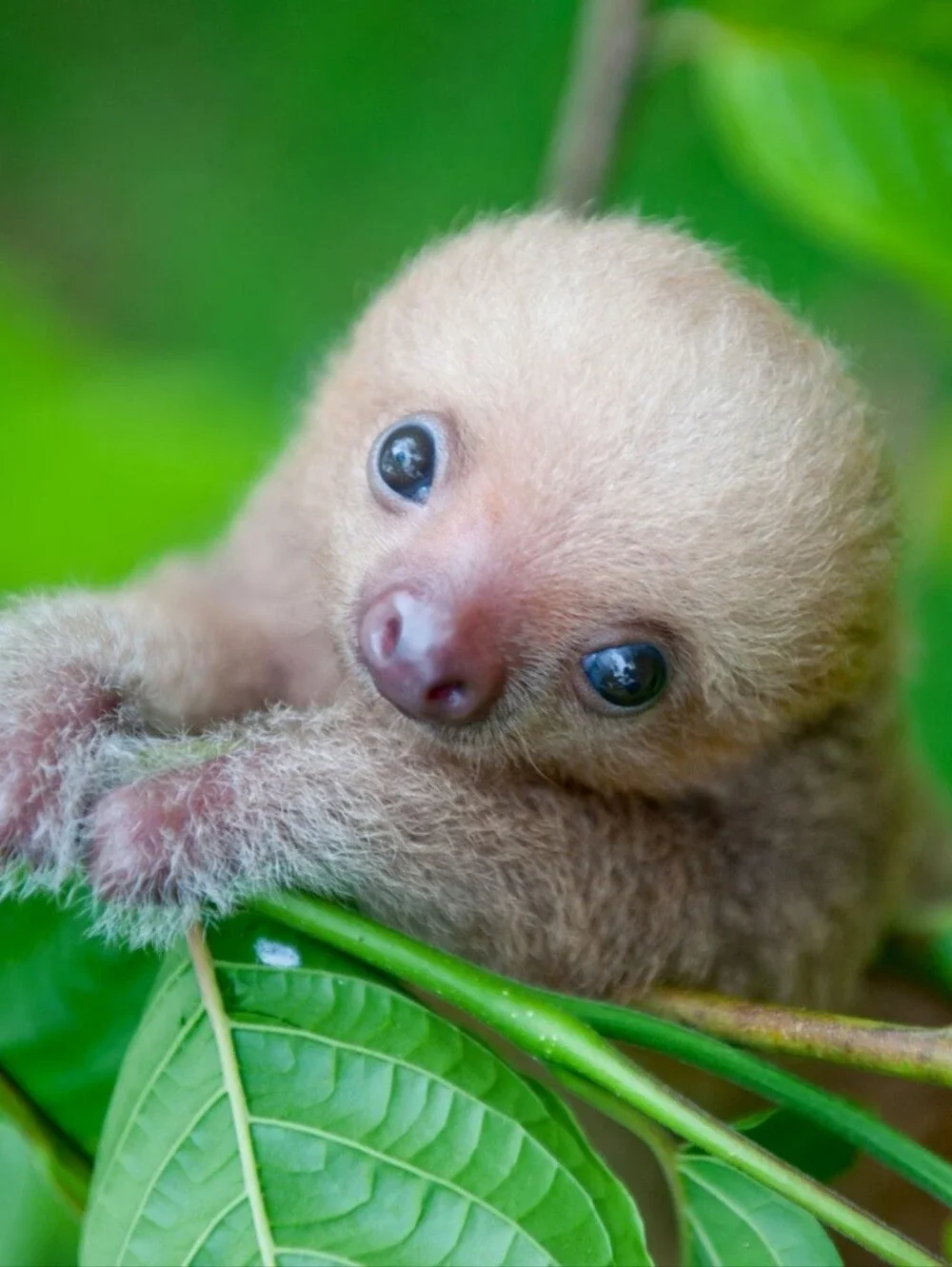 Mom With Attached Baby Plush Sloth Stuffed Animal 18